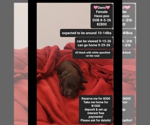 Havapoo Puppy for sale in TUCSON, AZ, USA