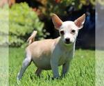 Small #2 Chihuahua Mix
