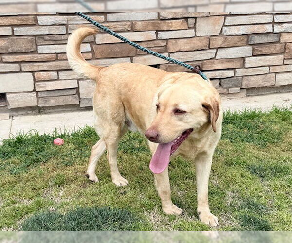 Medium Photo #5 Labrador Retriever Puppy For Sale in Clovis, CA, USA