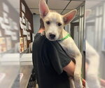 A363559 - Male Siberian Husky Dog for Adoption - Small photo