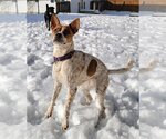 Small Photo #3 Red Heeler-Unknown Mix Puppy For Sale in Boonton, NJ, USA