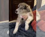 Small #2 Australian Shepherd Mix