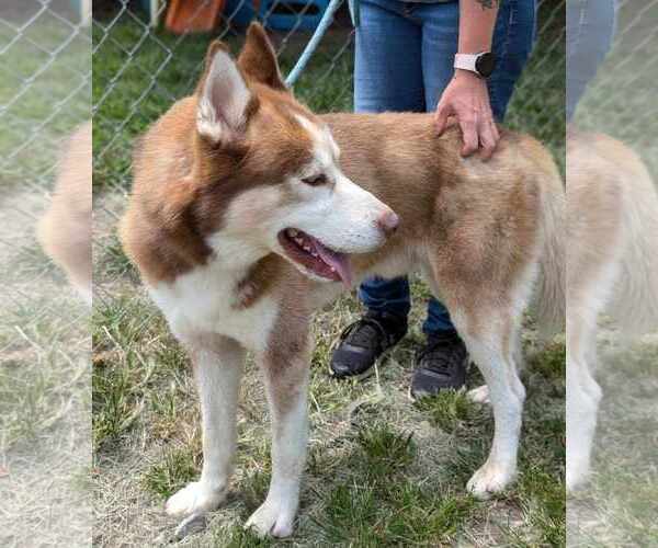 Medium Photo #4 Siberian Husky-Unknown Mix Puppy For Sale in Anniston, AL, USA