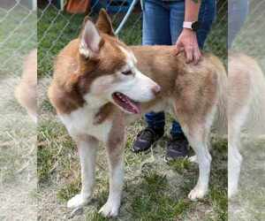 Drifter - Male Siberian Husky-Unknown Mix Dog for Adoption - Photo #4