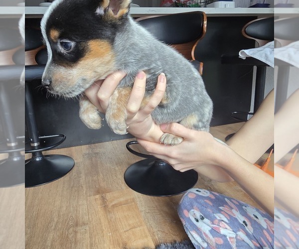 Medium Photo #1 Australian Cattle Dog Puppy For Sale in PUYALLUP, WA, USA