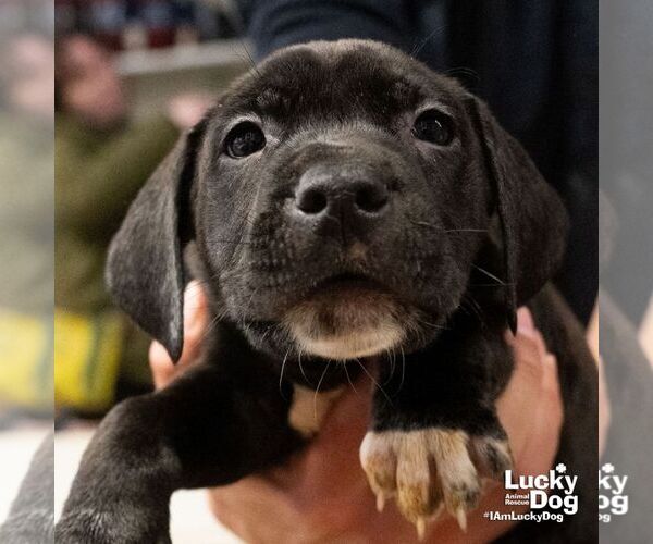 Medium Photo #4 Labrador Retriever-Unknown Mix Puppy For Sale in Washington, DC, USA