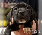 Small #3 Labrador Retriever Mix