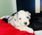 Small #7 Sheepadoodle
