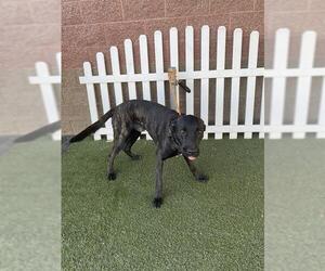 Holland Shepherd Dog for Adoption in Modesto, California USA