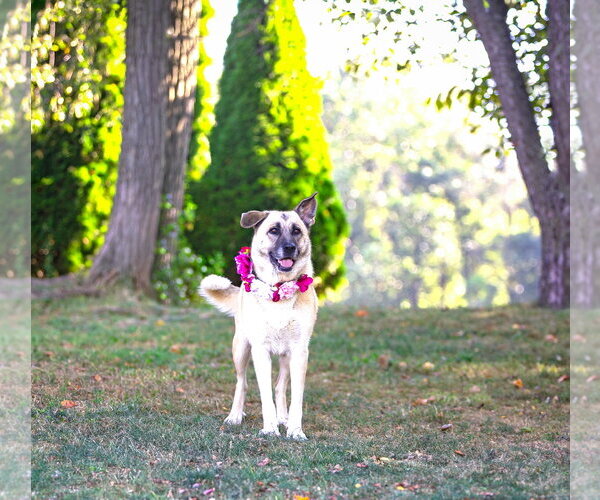 Medium Photo #8 German Shepherd Dog-Unknown Mix Puppy For Sale in Unionville, PA, USA