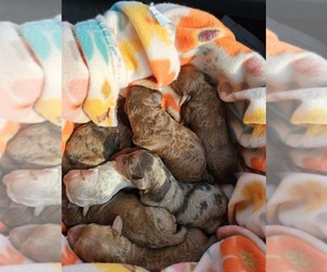 Poodle (Standard) Litter for sale in SALISBURY, NC, USA