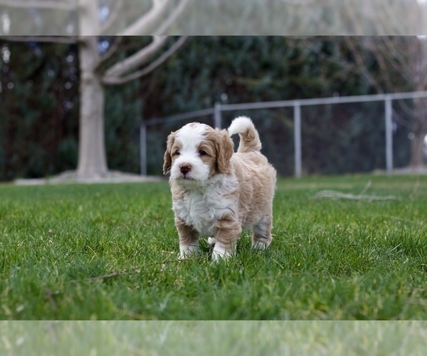 Medium Photo #1 Goldendoodle Puppy For Sale in KENNEWICK, WA, USA