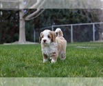 Small Photo #1 Goldendoodle Puppy For Sale in KENNEWICK, WA, USA