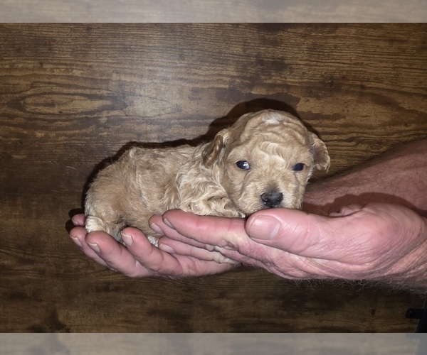 Medium Photo #1 Poodle (Toy) Puppy For Sale in DYERSBURG, TN, USA