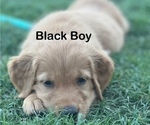 Small #6 Golden Retriever