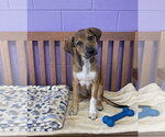 Small #1 Labrador Retriever Mix