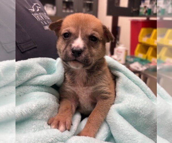 Medium Photo #2 Mutt Puppy For Sale in Canton, CT, USA