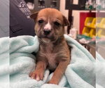 Small #1 Mutt