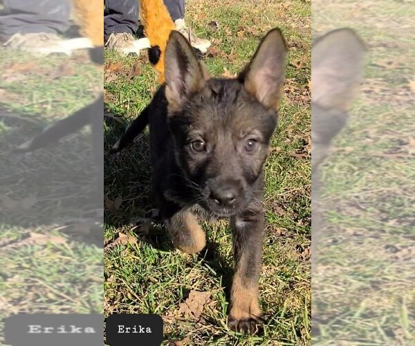 Medium Photo #3 German Shepherd Dog Puppy For Sale in KANSAS CITY, MO, USA