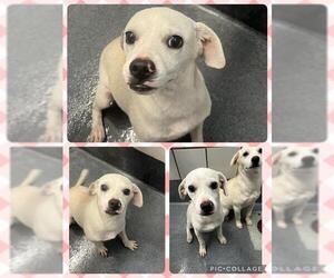 Labrador Retriever-Unknown Mix Dogs for adoption in San Antonio, TX, USA