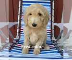 Small #5 Goldendoodle