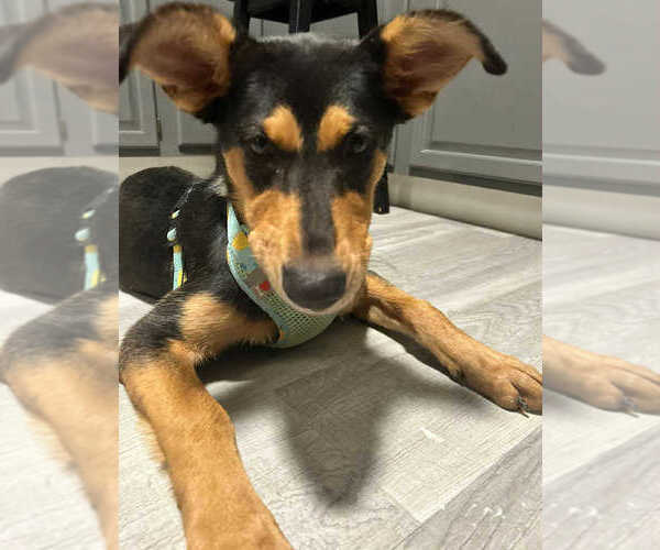 Medium Photo #2 Mutt Puppy For Sale in FRAMINGHAM, MA, USA