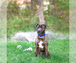 Small #5 Mutt