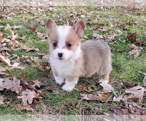 Pembroke Welsh Corgi Puppy for sale in CLARK, MO, USA