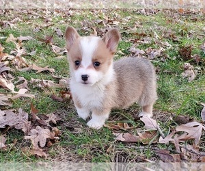 Pembroke Welsh Corgi Puppy for sale in CLARK, MO, USA