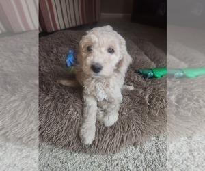 Goldendoodle (Miniature) Puppy for sale in GREELEY, CO, USA