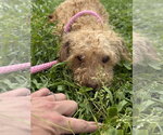 Small #7 Shih-Poo