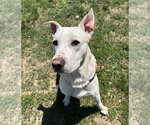 KG - Male Labrenees Dog for Adoption - Small photo