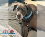 Small #11 Great Dane