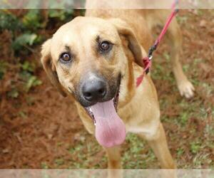 Black Mouth Cur-Bloodhound Mix Dogs for adoption in Tallahassee, FL, USA