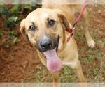 Small Black Mouth Cur-Bloodhound Mix