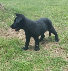 German Shepherd Dog Puppy for sale in WINDER, GA, USA