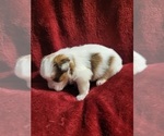 Small Photo #4 Yorkshire Terrier Puppy For Sale in AKRON, OH, USA