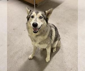 Siberian Husky Dogs for adoption in Modesto, CA, USA