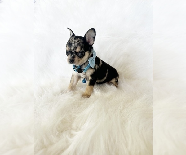 Medium Photo #2 Chihuahua Puppy For Sale in SACRAMENTO, CA, USA