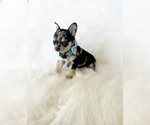 Small #1 Chihuahua