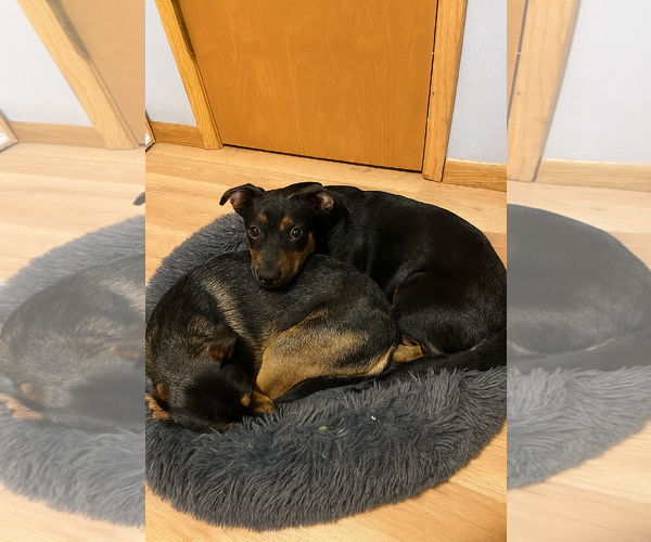 Medium Photo #3 Labrador Retriever-Unknown Mix Puppy For Sale in Princeton, MN, USA