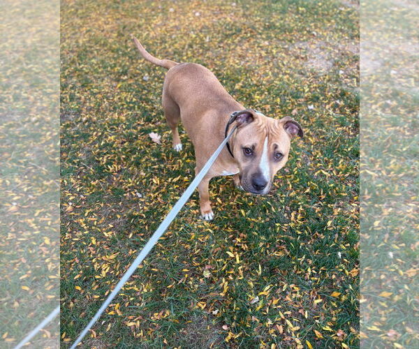 Medium Photo #3 American Pit Bull Terrier-Unknown Mix Puppy For Sale in SHERBURNE, NY, USA
