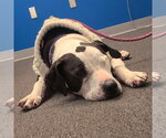 Small #10 Great Dane Mix