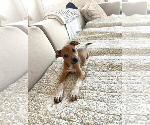 Medium Photo #25 Mutt Puppy For Sale in pomfret, CT, USA