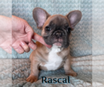 Small #12 French Bulldog