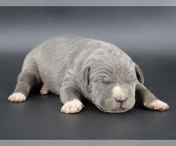 Medium Photo #1 American Bully Puppy For Sale in CHAMPAIGN, IL, USA