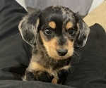 Puppy 0 Dachshund-Poodle (Toy) Mix