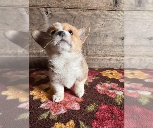 Medium Photo #7 Pembroke Welsh Corgi Puppy For Sale in VERMONTVILLE, MI, USA