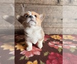 Small #6 Pembroke Welsh Corgi