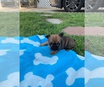 Small Photo #2 French Bulldog Puppy For Sale in PASADENA, CA, USA